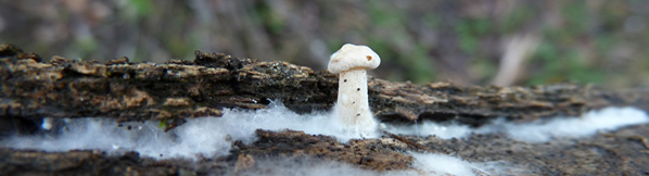 tiny white mushroom emerges from rotting log