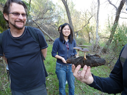 Veterans Park participants find a Pluteus cervinus