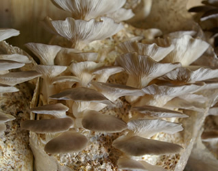 white oyster mushrooms