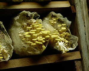 yellow oysters