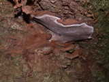 Ganoderma brownii