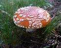 Amanita muscaria