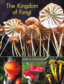 kingdom of fungi