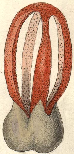 Pseudocolus fusiformis