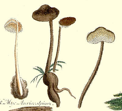 Auriscalpium vulgare
