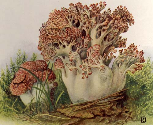 Ramaria botrytis