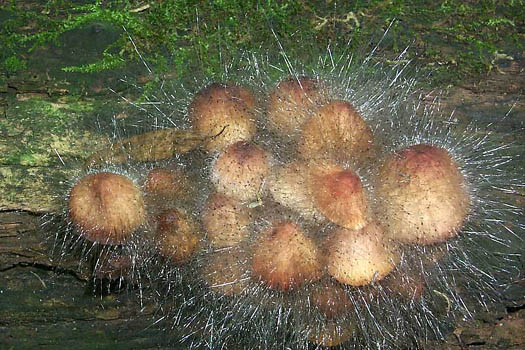 Spinellus fusiger