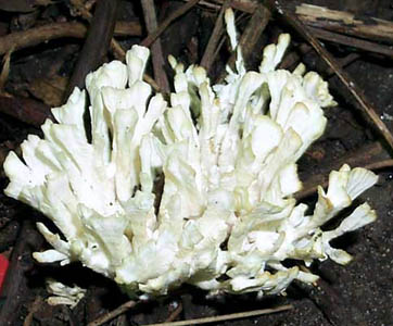 Tremellodendron pallidum