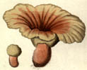 Abortiporus biennis