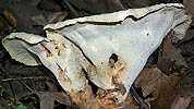 Albatrellus caeruloporus