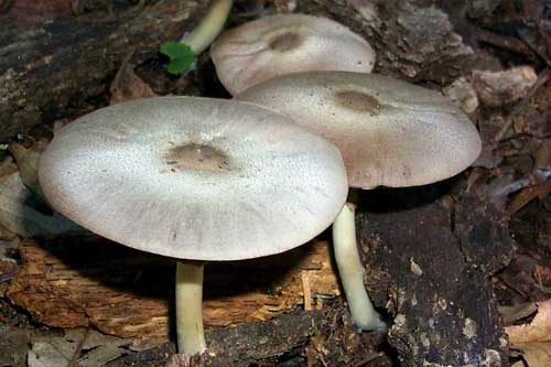 Agaricus sang1