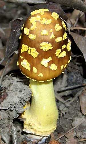 Amanita flavorubescens