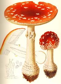 Amanita muscaria var. muscaria