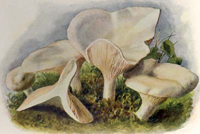 Clitopilus prunulus