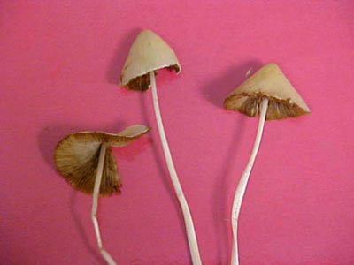 Conocybe lactea