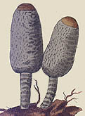 Coprinus cinereus