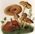 Cortinarius semisanguineus