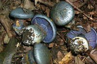 Cortinarius JD1