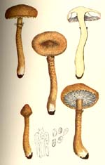 Cystoderma amianthinum