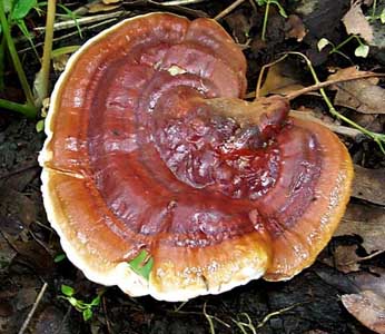 Ganoderma lucidum