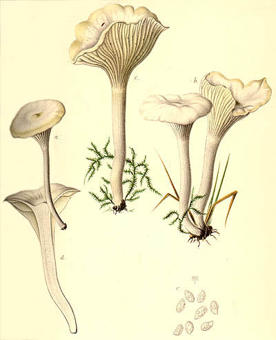 Camarophyllus virgineus