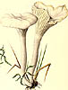 Camarophyllus virgineus