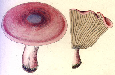 Hygrophorus russula