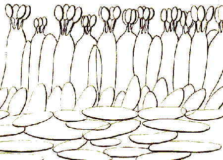 Hygrophoraceae