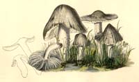 Hygrocybe nitrata