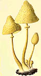 Lepiota lutea