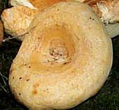 Lactarius psammicola