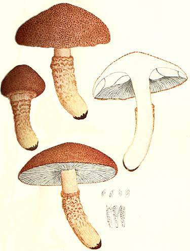 Cystoderma cinnabarinum