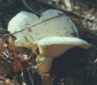 Russula compacta