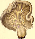 Lactarius uvidus