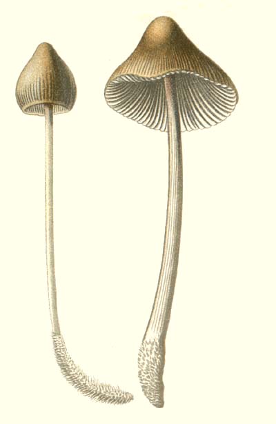 Mycena galericulata