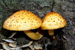 Pholiota aurivella