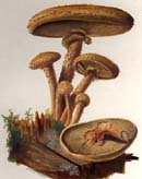 Pholiota squarrosa