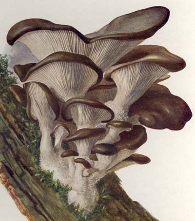 Pleurotus ostreatus