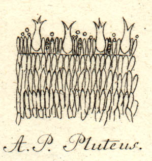 Plutaceae