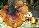 Polyporus badius