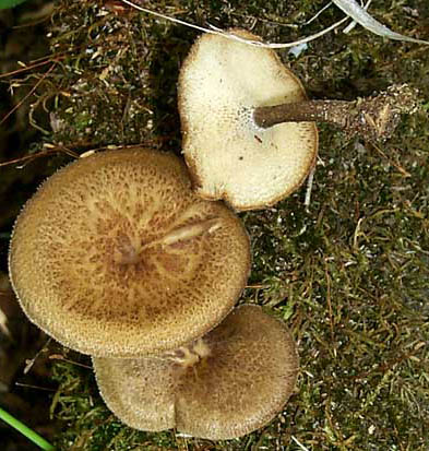 Polyporus arcularius