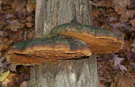 Phellinus ignarius