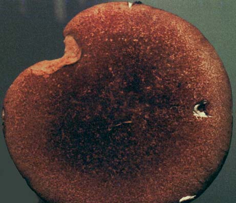 Polyporus radicatus