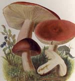 Russula paludosa