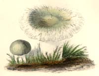 Russula virescens
