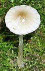 Hygrocybe