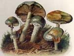 Stropharia