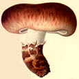 Tricholoma caligatum