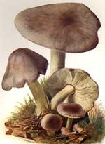 Tricholoma