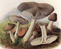 Tricholoma saponaceum